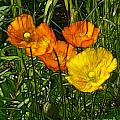 See Fou's Poppies