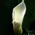 The Light From Within